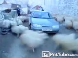 Sheep Have Driver Surrounded