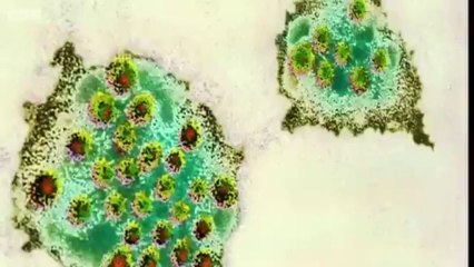 BBC Wales Today - 6/9/13