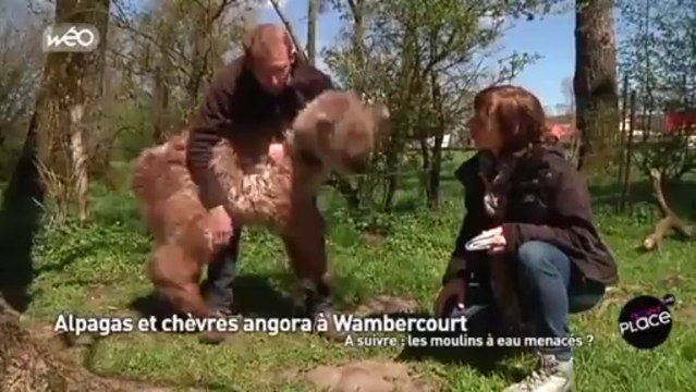 Alpagas et chèvres angora à Wambercourt