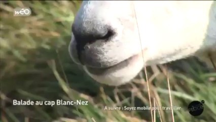 A la découverte du Cap Blanc-Nez