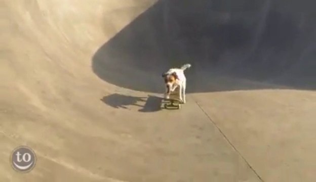 Animals skating! Dogs, cats, birds... awesome and cute!