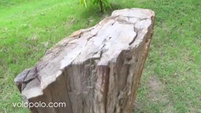 Bantak Petrified Forest Park, Non-profit public works on a project for protecting and conserving petrified trees