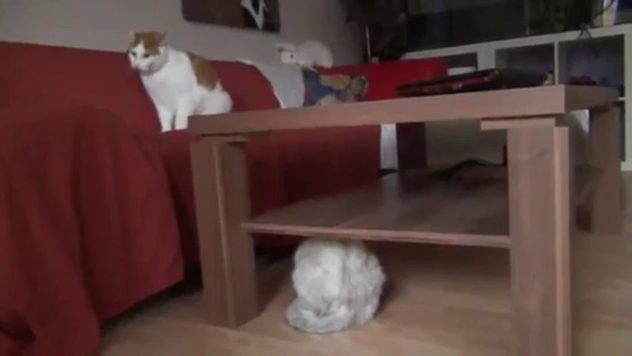 Katzenjammer