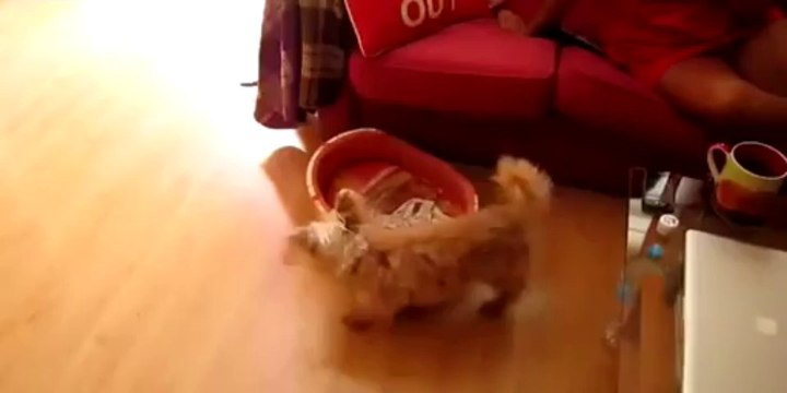 Le chat qui fait chier le chien