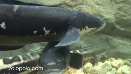 Bird Park and Aquarium in Central Thailand