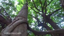 Lansang National Park in Tak West Thailand