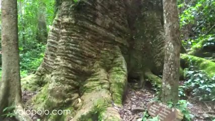 The biggest Krabak Tree in Thailand, towers 50 metres above the ground and measures 16 metres