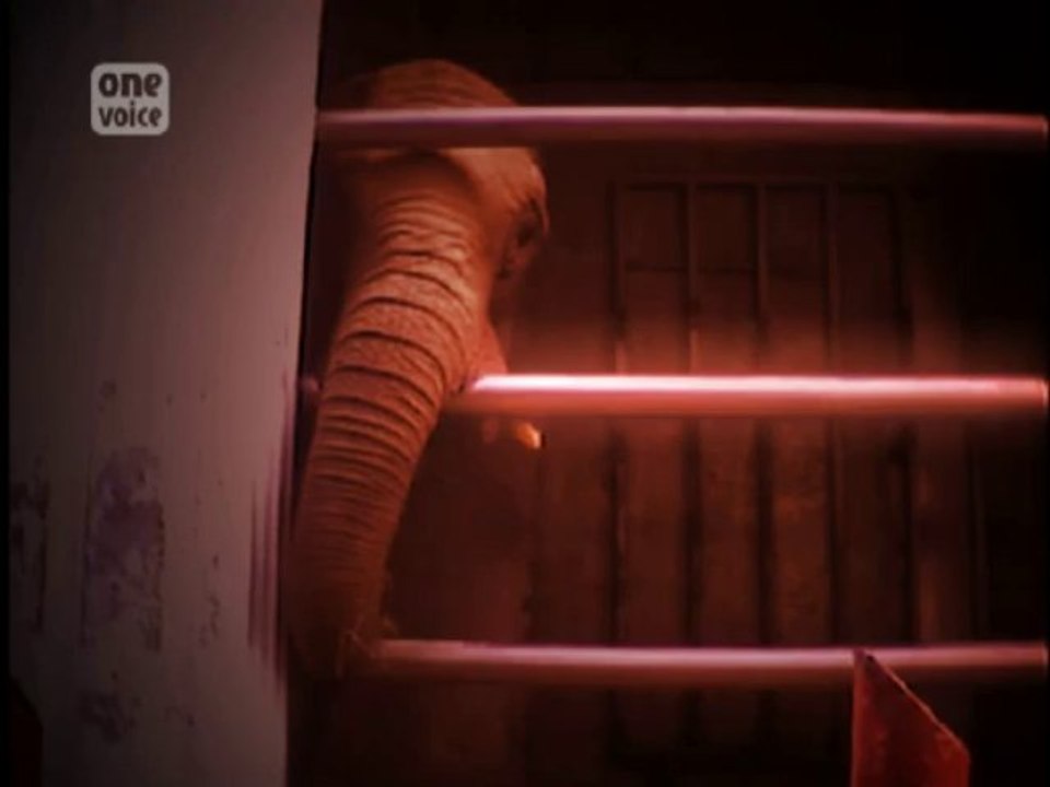 Drame dans la Marne : des images de l’éléphante