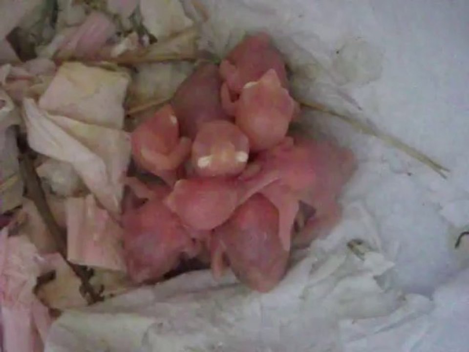 oisillons padda de java