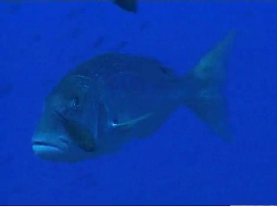 Chasse sous-marine, les leçons de l'expérience avec Gérard Ségura