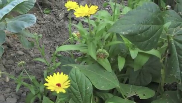 Jardinage: les soucis faits pour apaiser le jardinier