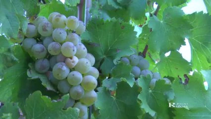 Bessan-1 er jour de vendange 2013