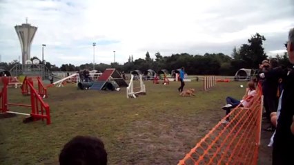 saint jean d illac cockers laurie