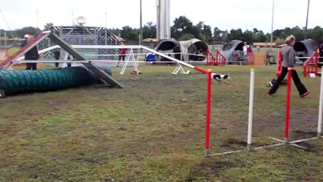 saint jean d illac cockers gigi