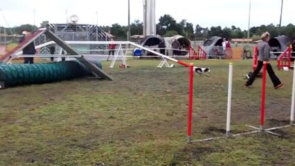 saint jean d illac cockers gigi