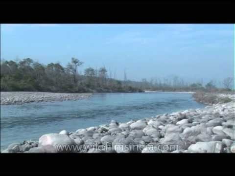 Flowing stream at Corbett National Park