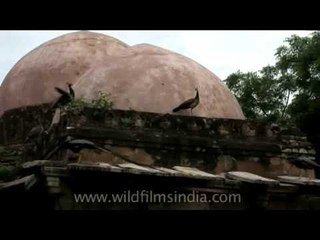 Graceful walk of Peafowl