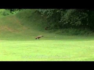 Peahen feeding on a golf green