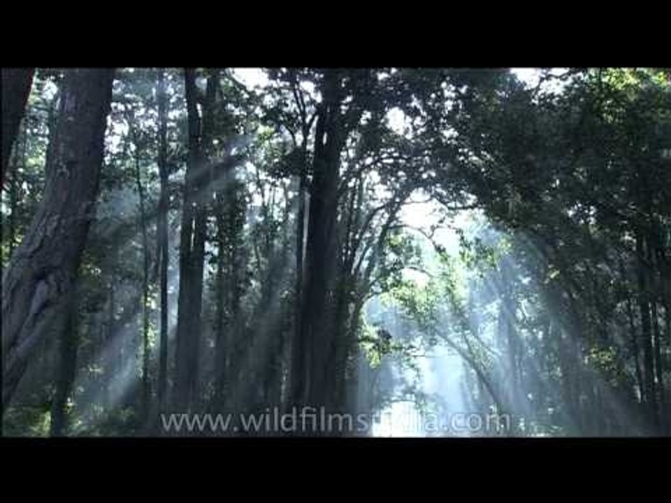 Sal tree forest