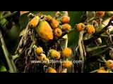 Ripe Areca fruits ready for harvest