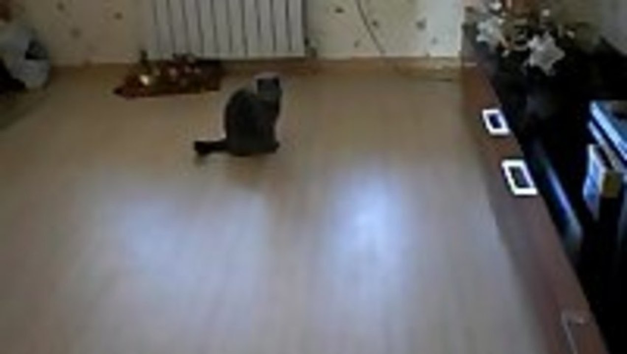 Kitten Walks on Hind Legs