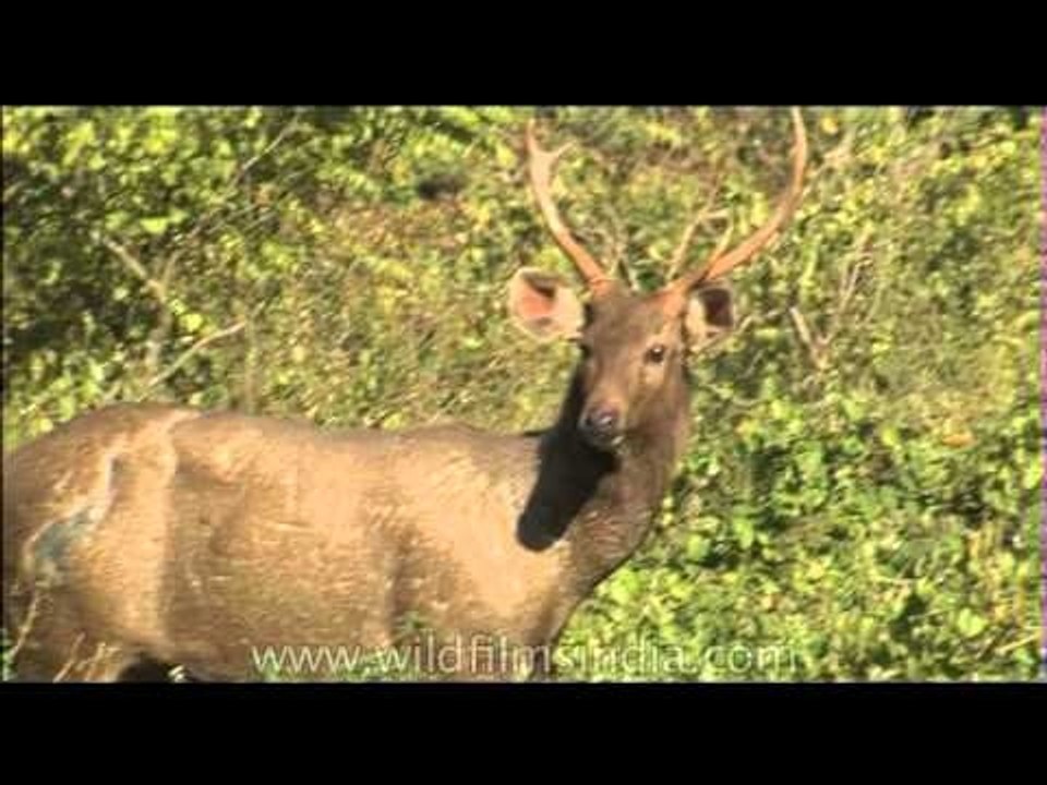 Sambhar deer grazing on a tract of greens