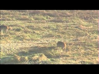 Cheetal deer grazing in a grassland