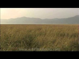 Grassland adds beauty to Corbett National Park