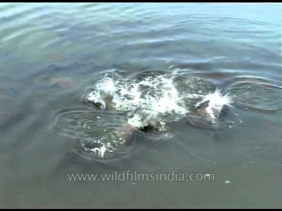 Fish feeding
