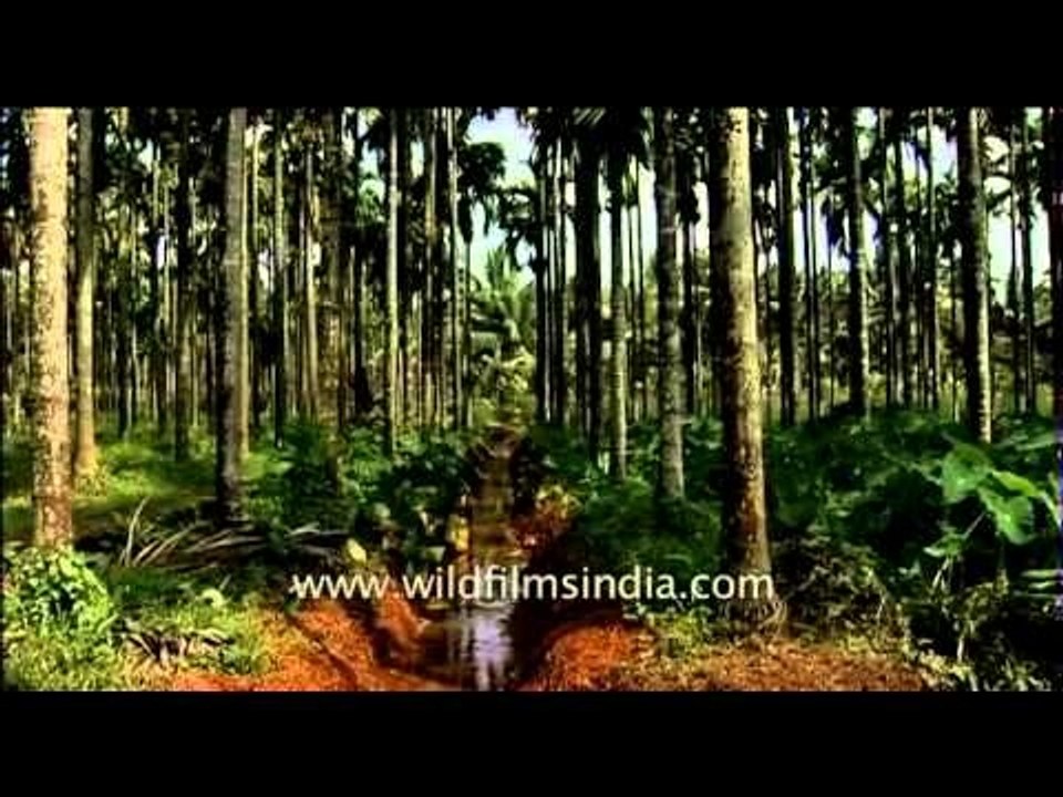 Areca nut plantation