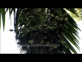 Green areca nuts in abundance
