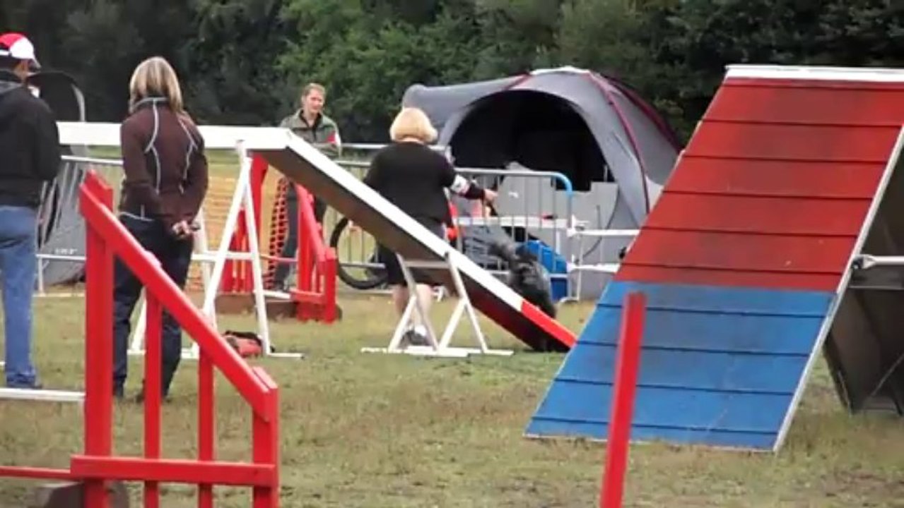 saint jean d illac cockers bianca