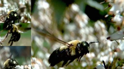Slow motion Bumble Bee flight