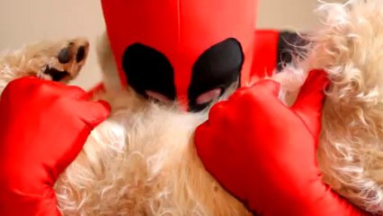 CHIEN TROP MIGNON !!!!! DEADPOOL FAN FILM !!!!!!!!! CUTE DOG !!!!! kawai dog !!!!!!!!! TEASER N° 2