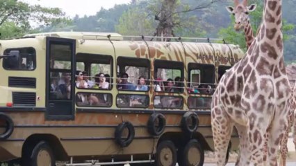 Girafa idosa tem recorde de filhotes