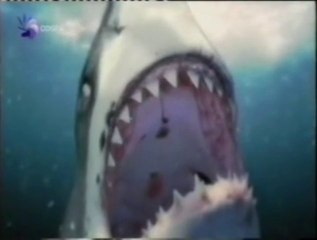 Tiburon blanco: Anatomia y fisiologia de un depredador