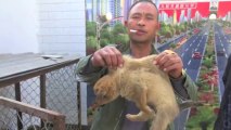 Lo que hay detrás del comercio de carne de perro en China