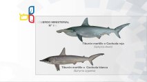 MAGAP aplica medidas de conservación para tiburones martillos en el Ecuador