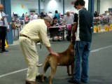 exposition canine luxembourg 08/09/2013 classe ouverte male dogo canario 2/2