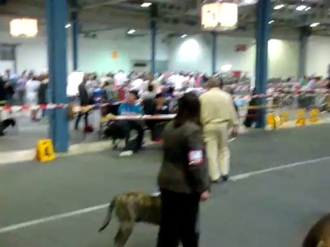 exposition canine luxembourg 08/09/2013 classe puppy male dogo canario