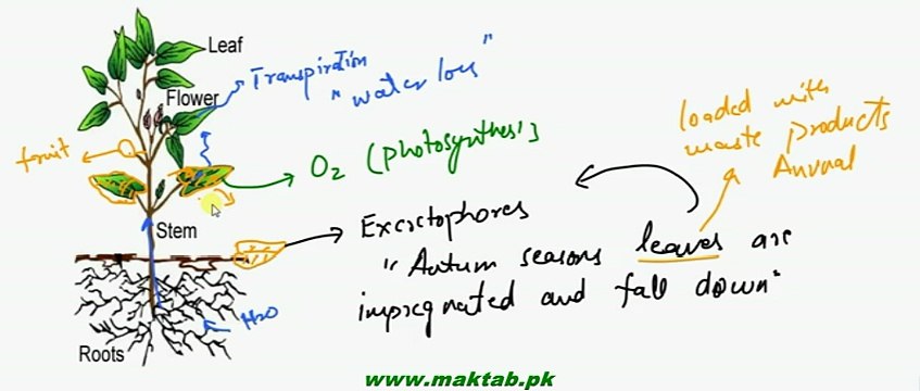 FSc Biology Book2, CH 15, LEC 5, Excretion in Plants