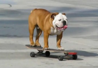 Skateboarding Animals Compilation