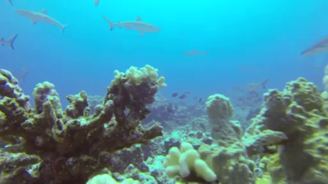 Requin Tigre à la Vallée blanche