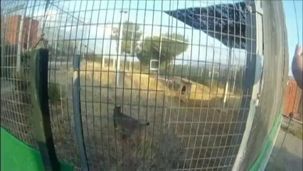 Le lynx d'Espagne, le félin le plus menacé au monde