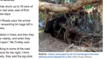 Feral Pig Steals Australian Campers Food and Beer