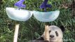 Panda at San Diego Zoo Celebrated Birthday With a Huge Ice Cake