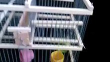 Cage Multireprise a Une trappe