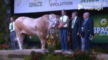 Goliath au Gaec Rotureau, grand champion du festival génétique Blonde d'Aquitaine