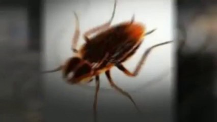 Green & Safe Pest Control