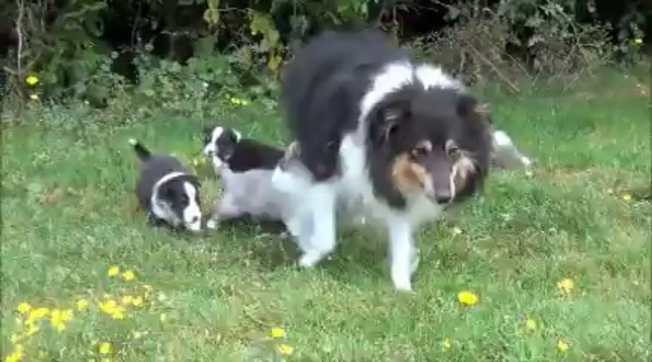 chiots le 10 sept